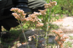 Polycarpaea corymbosa